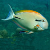 Acanthurus nigricauda 7-9 cm